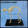 Cat Skeleton Model for Teaching and Medical Purpose Animal Anatomical Model